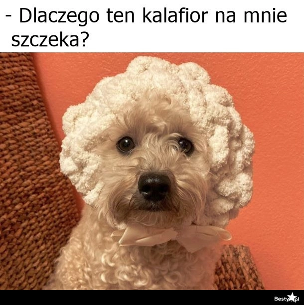 
    Dziwny jakiś 