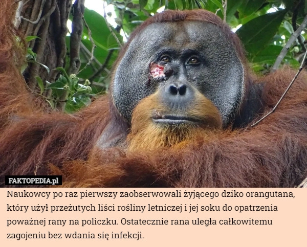 
    Naukowcy po raz pierwszy zaobserwowali żyjącego dziko orangutana, który