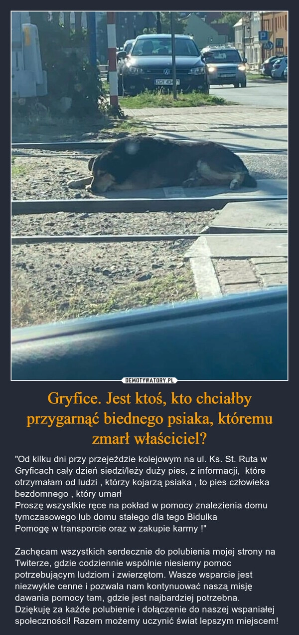 
    Gryfice. Jest ktoś, kto chciałby przygarnąć biednego psiaka, któremu zmarł właściciel?