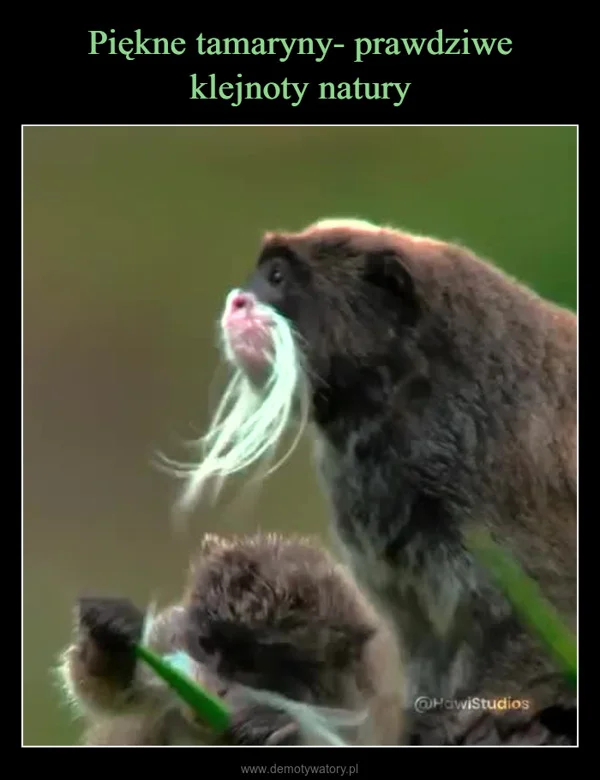 
    Piękne tamaryny- prawdziwe klejnoty natury