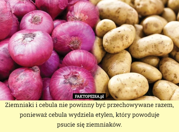 
    Ziemniaki i cebula nie powinny być przechowywane razem, ponieważ cebula