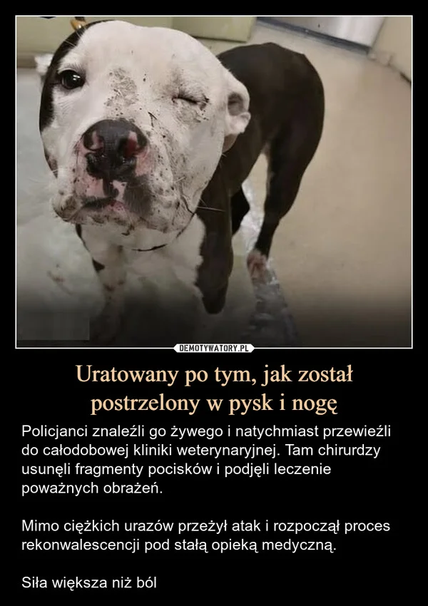 
    Uratowany po tym, jak został postrzelony w pysk i nogę