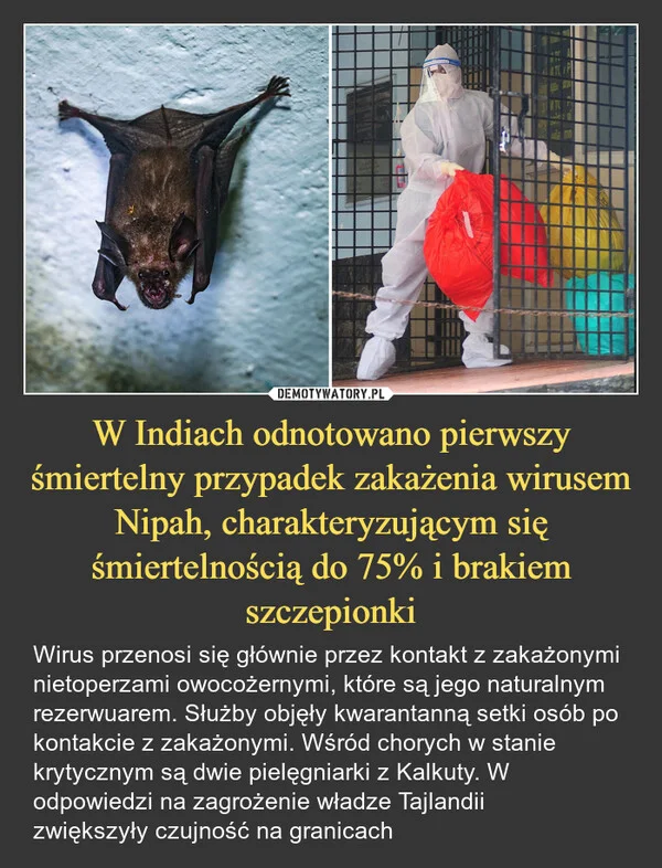 
    W Indiach odnotowano pierwszy śmiertelny przypadek zakażenia wirusem Nipah, charakteryzującym się śmiertelnością do 75% i brakiem szczepionki