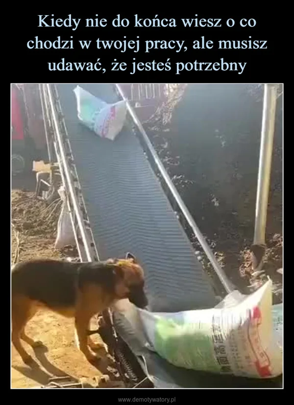 
    Kiedy nie do końca wiesz o co chodzi w twojej pracy, ale musisz udawać, że jesteś potrzebny