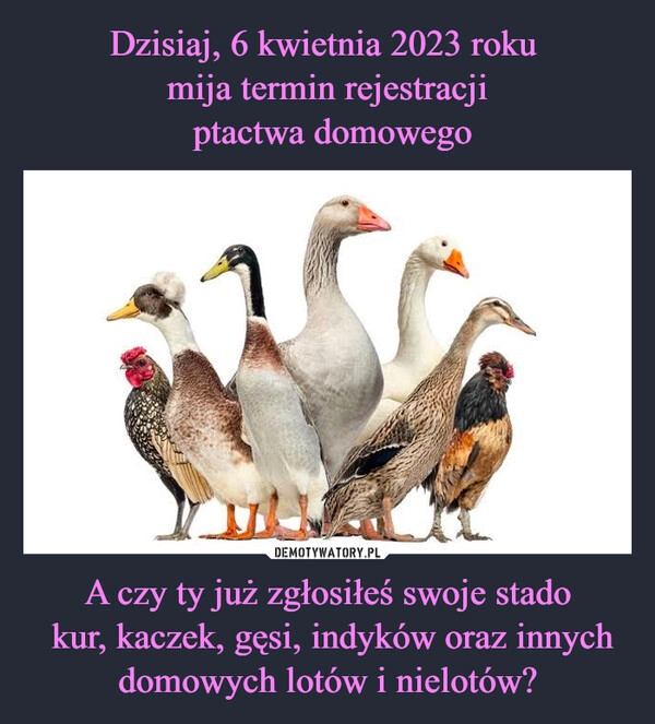 
    Dzisiaj, 6 kwietnia 2023 roku 
mija termin rejestracji
 ptactwa domowego A czy ty już zgłosiłeś swoje stado
 kur, kaczek, gęsi, indyków oraz innych domowych lotów i nielotów?