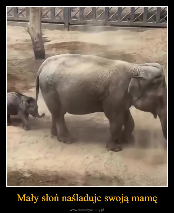 
    Mały słoń naśladuje swoją mamę