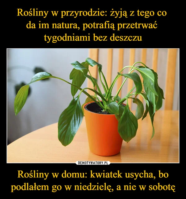 
    Rośliny w przyrodzie: żyją z tego co da im natura, potrafią przetrwać tygodniami bez deszczu Rośliny w domu: kwiatek usycha, bo podlałem go w niedzielę, a nie w sobotę