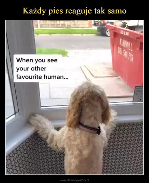 
    Każdy pies reaguje tak samo