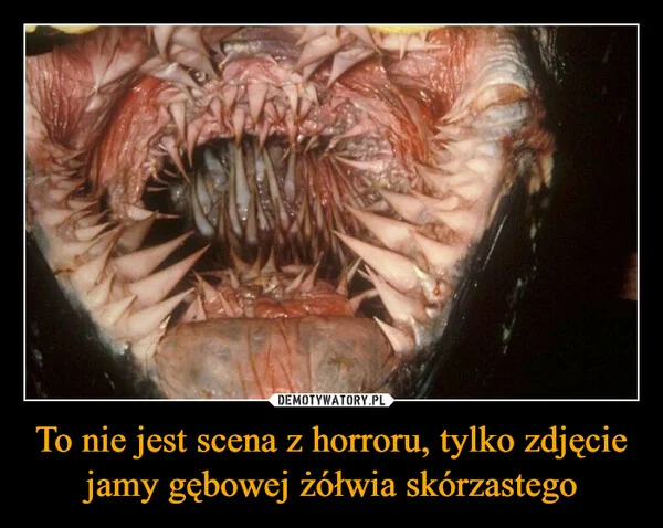 To nie jest scena z horroru, tylko zdjęcie jamy gębowej żółwia skórzastego
