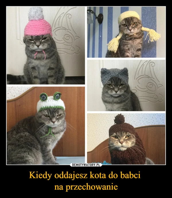 
    Kiedy oddajesz kota do babci na przechowanie