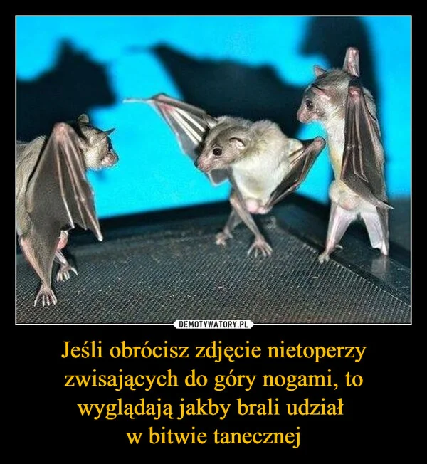 
    Jeśli obrócisz zdjęcie nietoperzy zwisających do góry nogami, to wyglądają jakby brali udział w bitwie tanecznej
