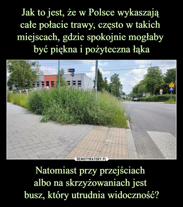 
    Jak to jest, że w Polsce wykaszają 
całe połacie trawy, często w takich 
miejscach, gdzie spokojnie mogłaby 
być piękna i pożyteczna łąka Natomiast przy przejściach 
albo na skrzyżowaniach jest 
busz, który utrudnia widoczność?