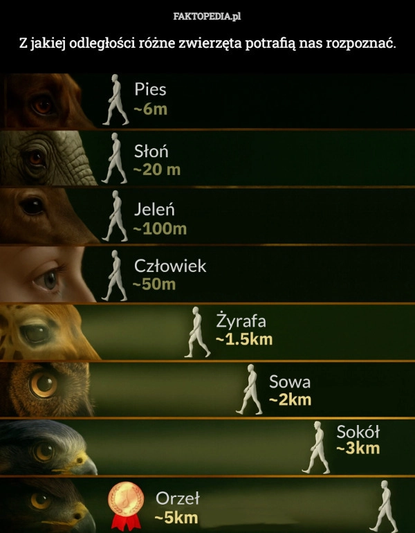 
    Z jakiej odległości różne zwierzęta potrafią nas rozpoznać.
