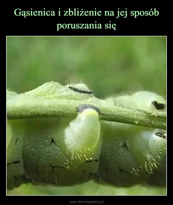 
    Gąsienica i zbliżenie na jej sposób poruszania się