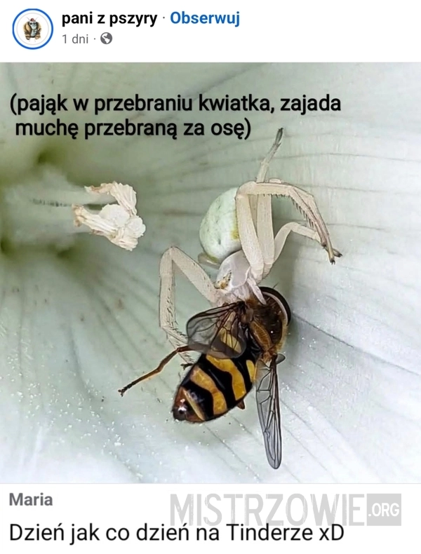 
    Pająk