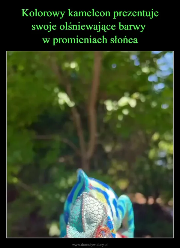 
    Kolorowy kameleon prezentuje swoje olśniewające barwy w promieniach słońca