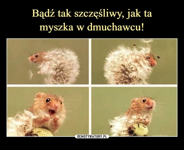 
    Bądź tak szczęśliwy, jak ta myszka w dmuchawcu!
