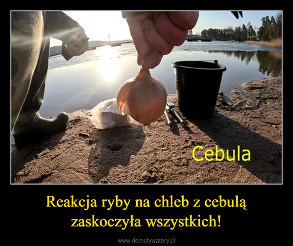 
    Reakcja ryby na chleb z cebulą zaskoczyła wszystkich!