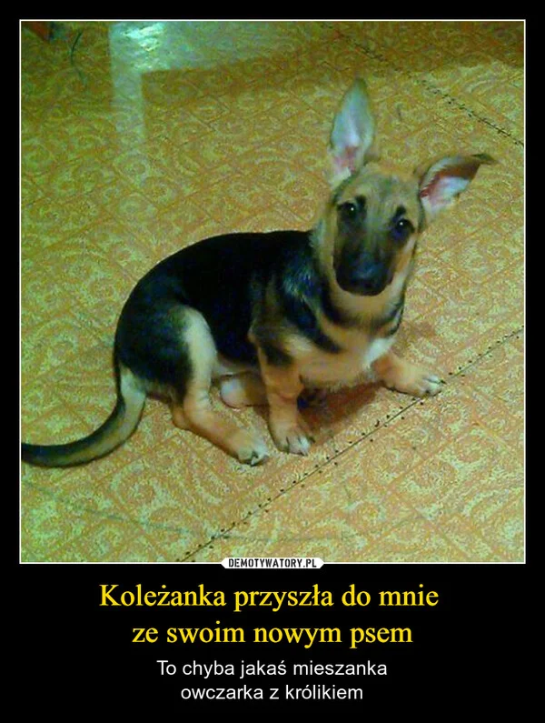 
    Koleżanka przyszła do mnie ze swoim nowym psem