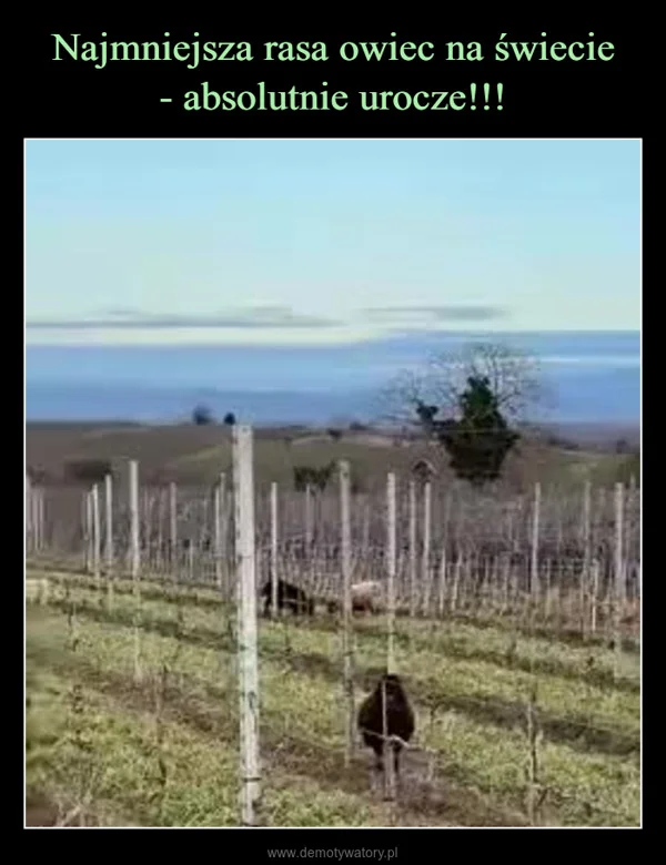 
    Najmniejsza rasa owiec na świecie - absolutnie urocze!!!