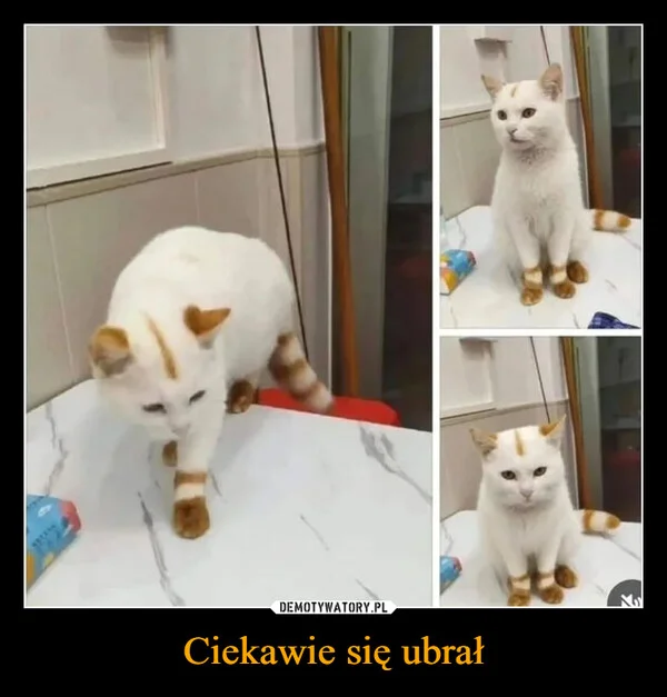 
    Ciekawie się ubrał