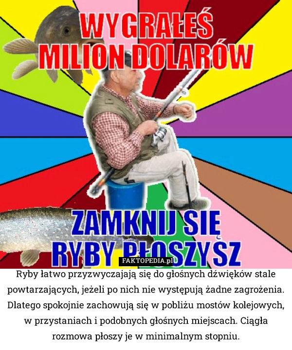 
    Ryby łatwo przyzwyczajają się do głośnych dźwięków stale powtarzających,