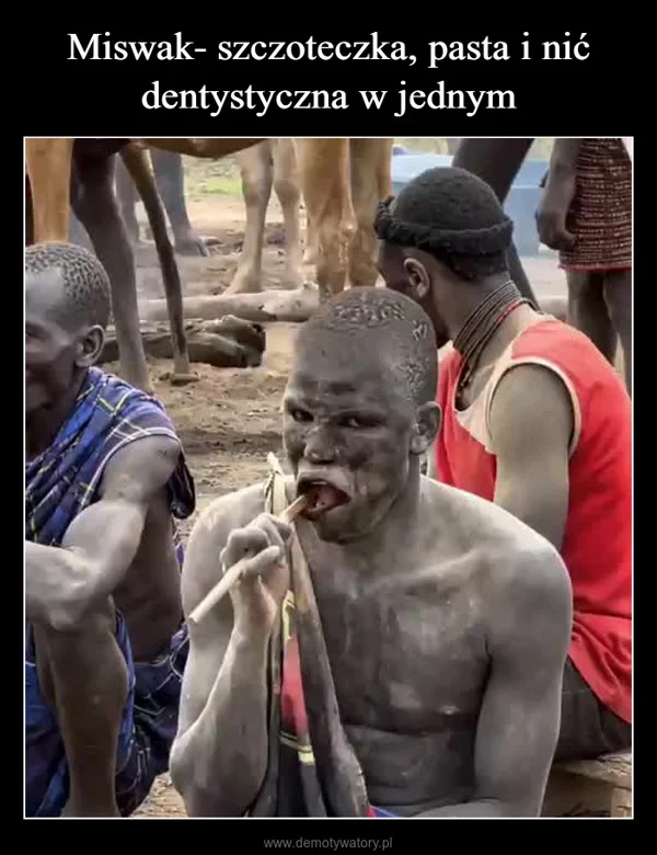 
    Miswak- szczoteczka, pasta i nić dentystyczna w jednym