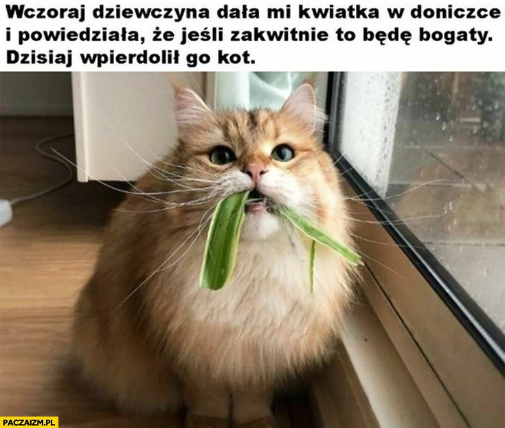 
    Wczoraj dziewczyna dała mi kwiatka powiedziała, że jeśli zakwitnie będę bogaty dziś wpierdzielił go kot