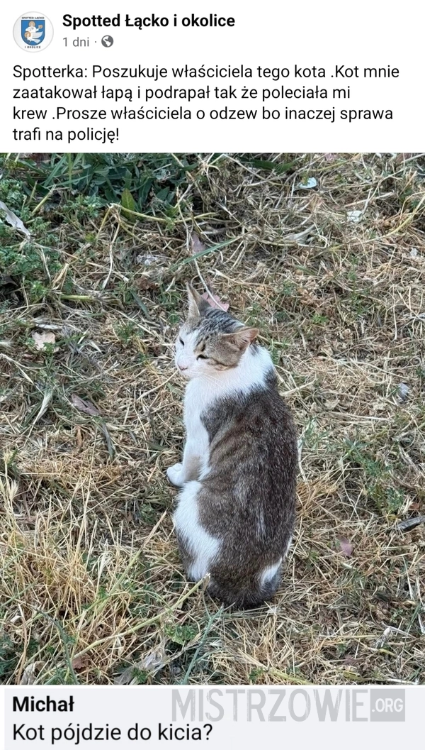 
    Kot