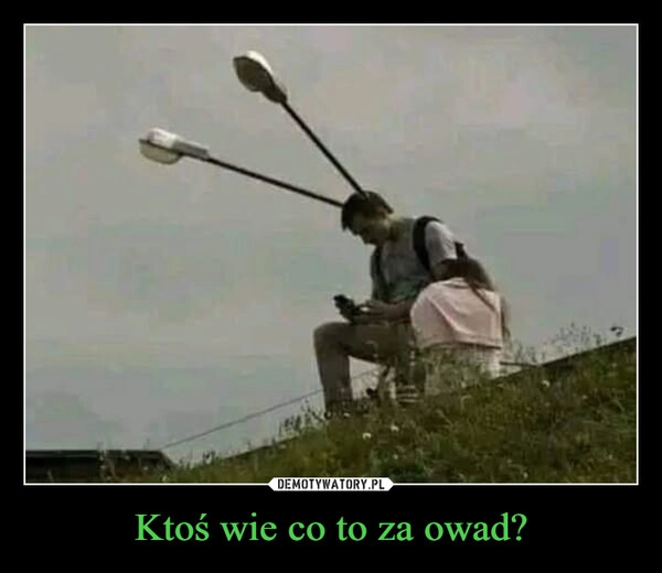 
    Ktoś wie co to za owad?