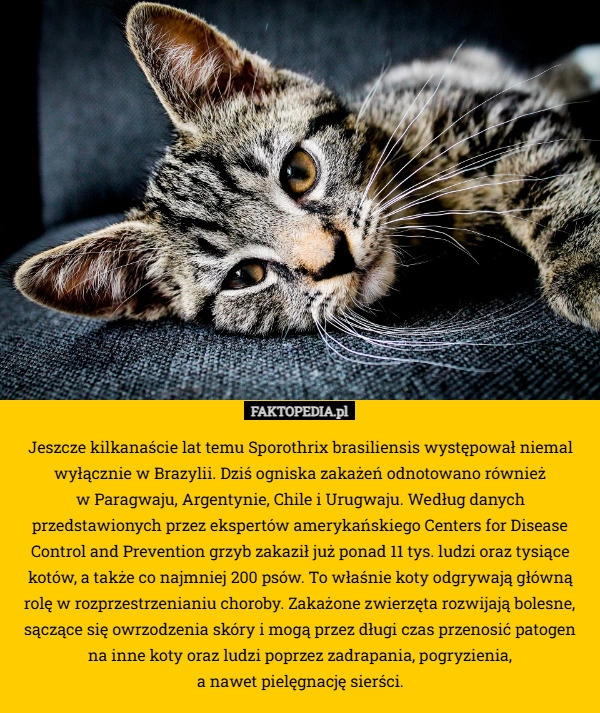 
    Jeszcze kilkanaście lat temu Sporothrix brasiliensis występował niemal wyłącznie