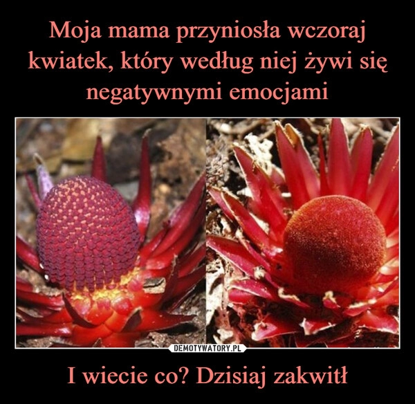 
    Moja mama przyniosła wczoraj kwiatek, który według niej żywi się negatywnymi emocjami I wiecie co? Dzisiaj zakwitł