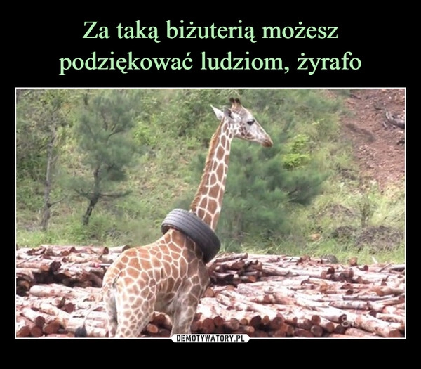 
    Za taką biżuterią możesz podziękować ludziom, żyrafo