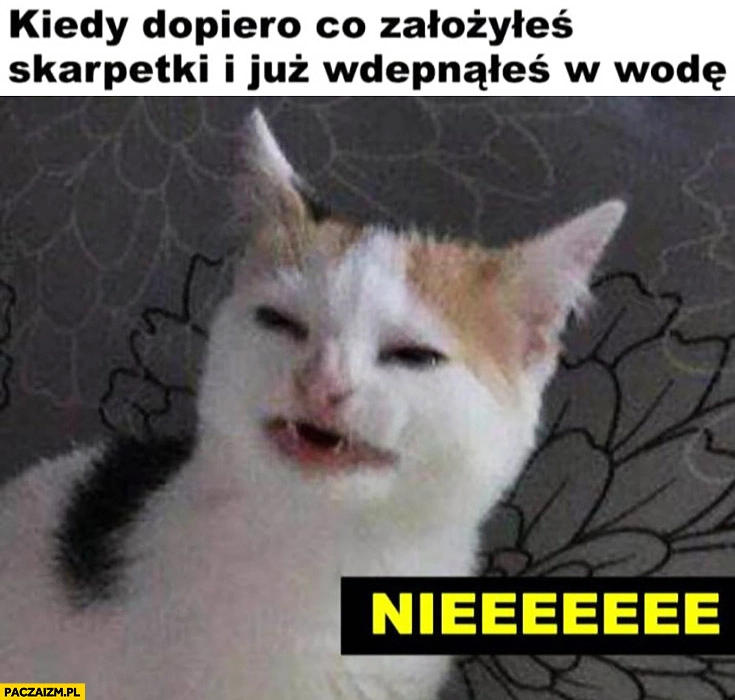 
    Kot kiedy dopiero co założyłeś skarpetki i wdepnąłeś w wodę niee
