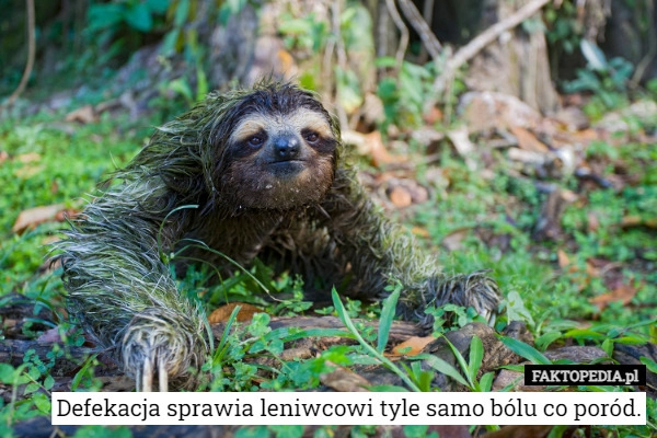 
    Defekacja sprawia leniwcowi tyle samo bólu co poród.