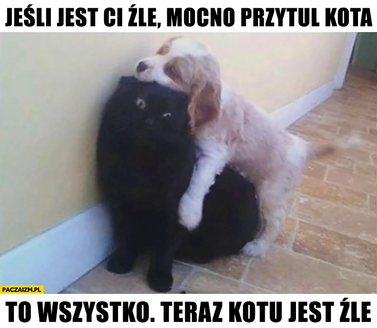 
    Jeśli jest Ci źle mocno przytul kota. To wszystko. Teraz kotu jest źle