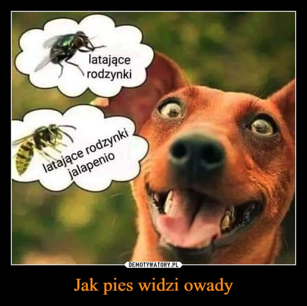 
    Jak pies widzi owady