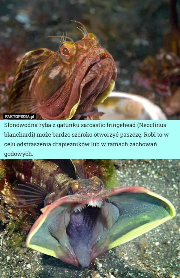 
    Słonowodna ryba z gatunku sarcastic fringehead (Neoclinus blanchardi) może