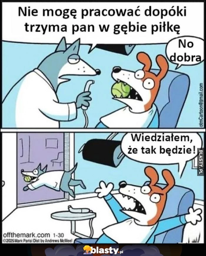 
    Pies dentysta stomatolog: nie mogę pracować dopóki trzyma pan w gębie piłkę, ucieka z nią, wiedziałem że tak będzie komiks