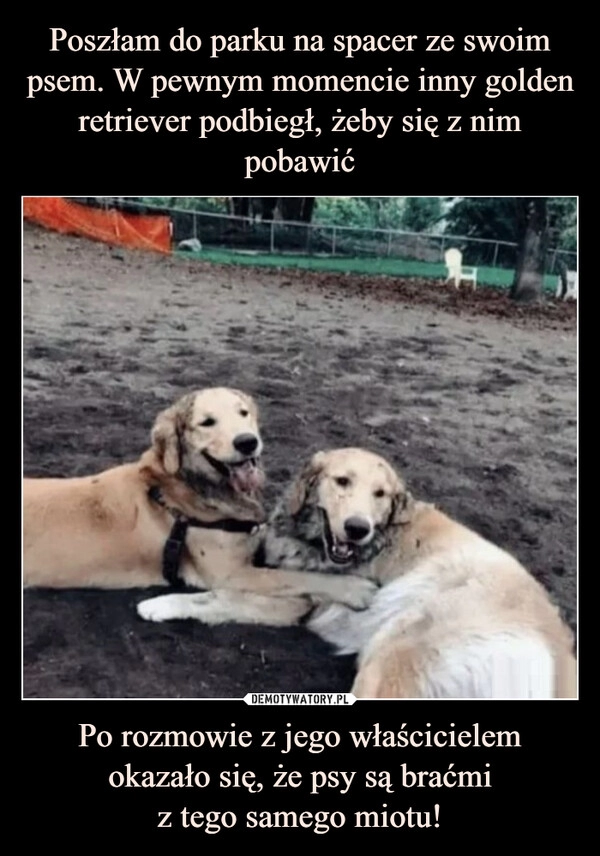 
    Poszłam do parku na spacer ze swoim psem. W pewnym momencie inny golden retriever podbiegł, żeby się z nim pobawić Po rozmowie z jego właścicielem okazało się, że psy są braćmi
z tego samego miotu! 