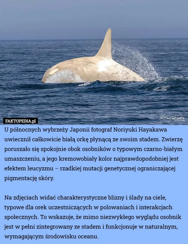 
    U północnych wybrzeży Japonii fotograf Noriyuki Hayakawa uwiecznił całkowicie