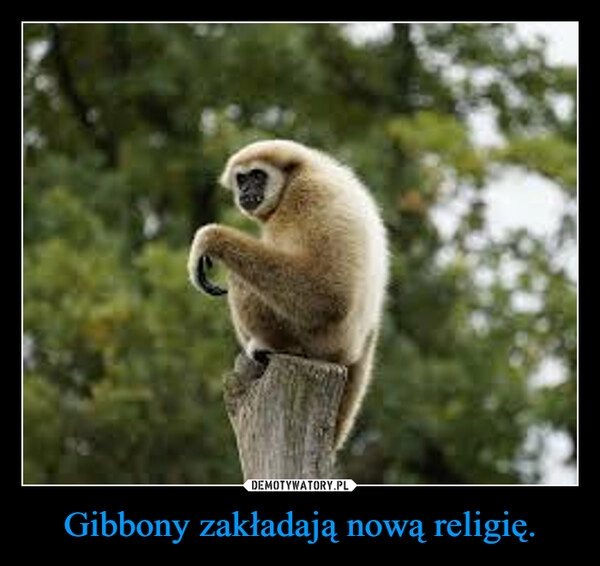 
    Gibbony zakładają nową religię.