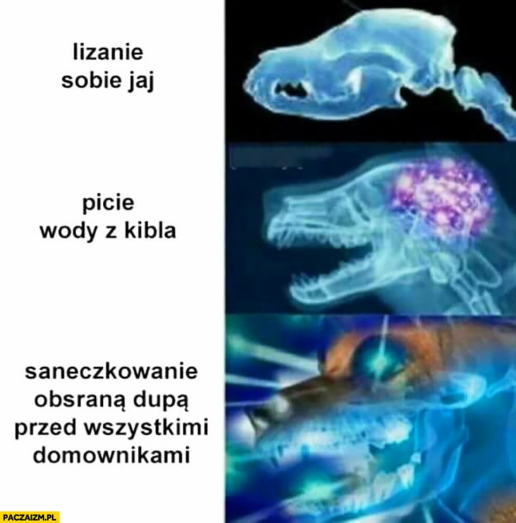 
    Pies mózg lizanie sobie jaj, picie wody z kibla, saneczkowanie obsranym tyłkiem przed wszystkimi domownikami