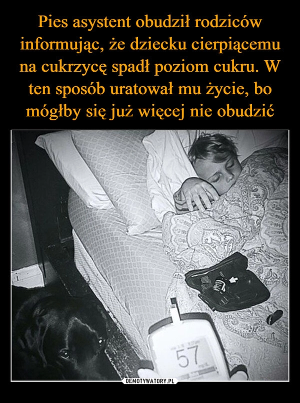 
    Pies asystent obudził rodziców informując, że dziecku cierpiącemu na cukrzycę spadł poziom cukru. W ten sposób uratował mu życie, bo mógłby się już więcej nie obudzić