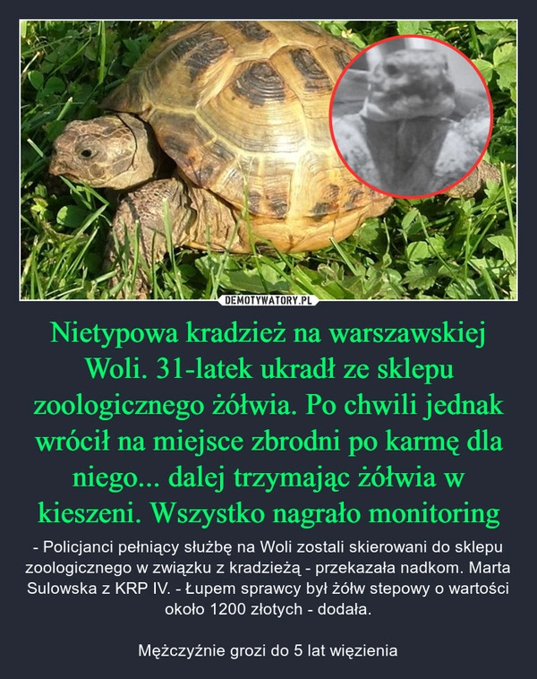 
    Nietypowa kradzież na warszawskiej Woli. 31-latek ukradł ze sklepu zoologicznego żółwia. Po chwili jednak wrócił na miejsce zbrodni po karmę dla niego... dalej trzymając żółwia w kieszeni. Wszystko nagrało monitoring