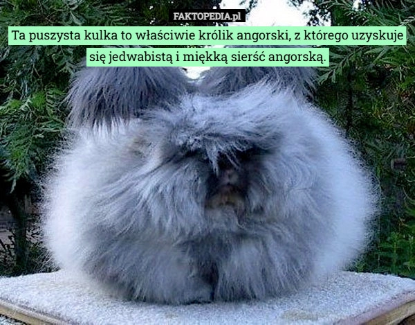 
    Ta puszysta kulka to właściwie królik angorski, z którego uzyskuje się jedwabistą