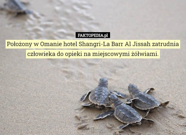 
    Położony w Omanie hotel Shangri-La Barr Al Jissah zatrudnia człowieka do