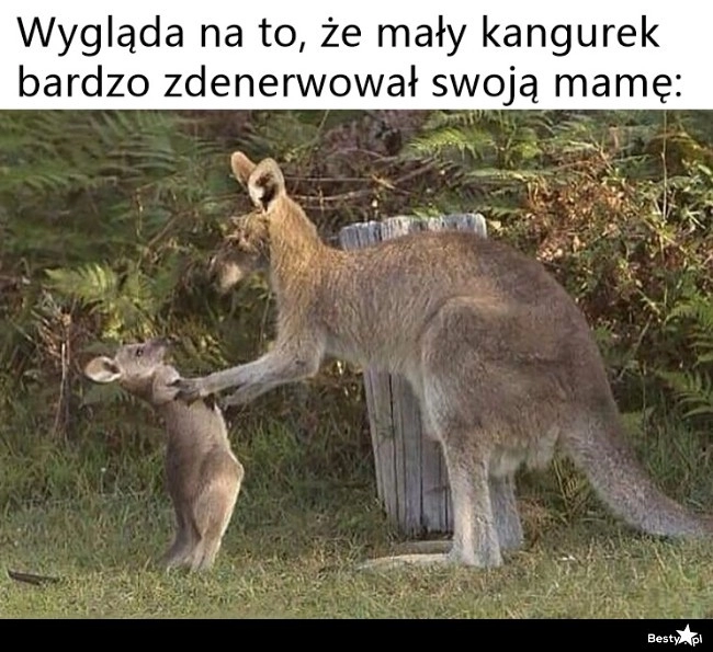 
    Niegrzeczny kangurek 