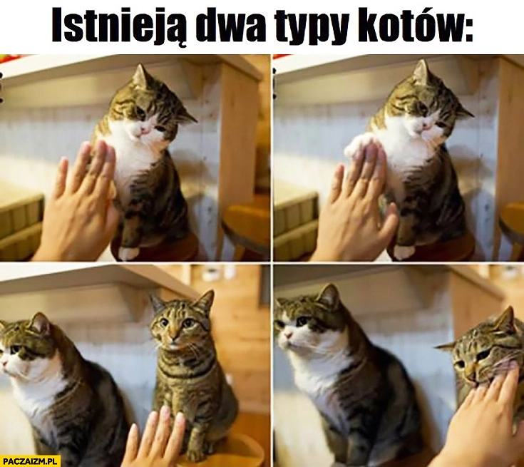 
    Istnieją dwa typy kotów: przybija piątkę, gryzie rękę