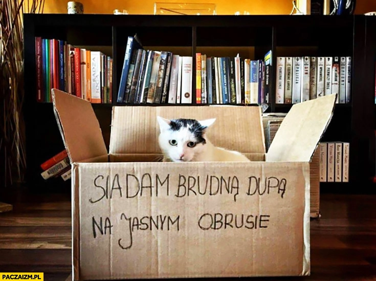 
    Siadam brudną dupą na jasnym obrusie. Smutny kot w pudelku